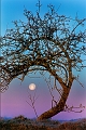 arbre05