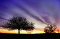 arbre06