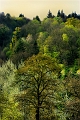 arbre26_04_09n02