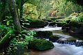 gouet12_10_08n01