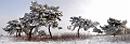 pano_arbre19_12_09n02