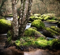 paysage13_03_11n03