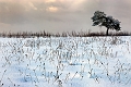 paysage19_12_09n05