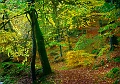 paysage21_11_10n05