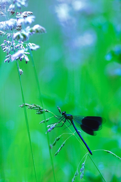 Faune_14_06_09n02.jpg