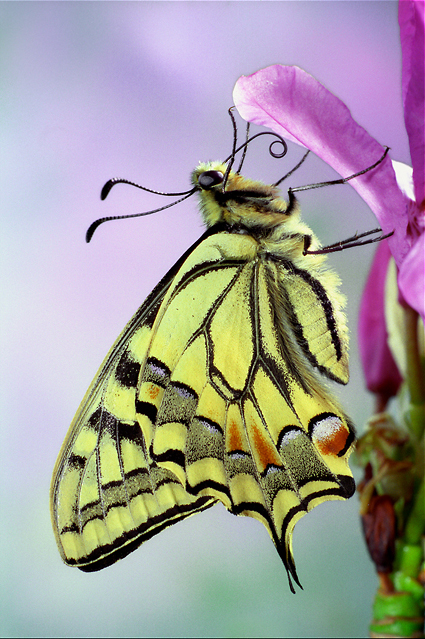 Machaon_01.jpg