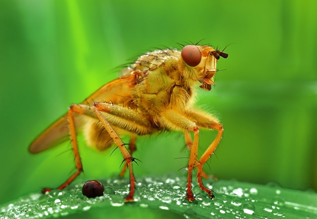 faune 01-06-08 n01bis.jpg