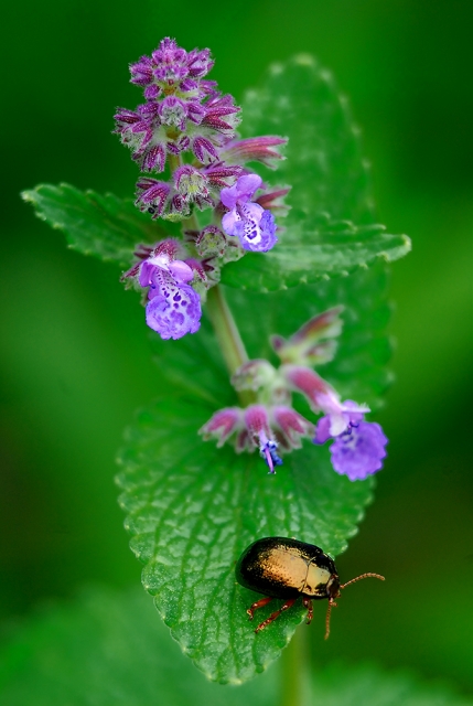 faune 25-05-08 n03bis.jpg