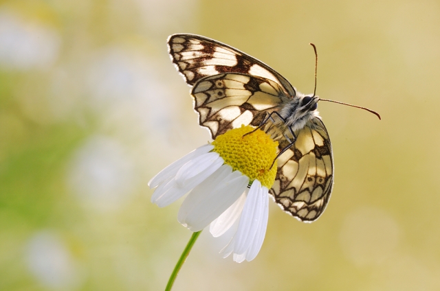 faune 27-06-08 n03.jpg