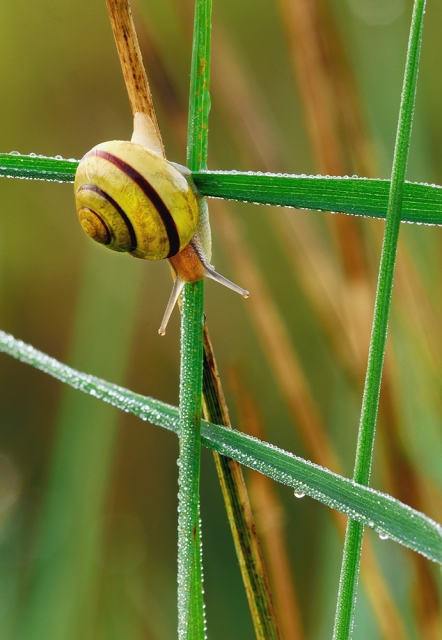 faune_21_05_09n01_2.jpg