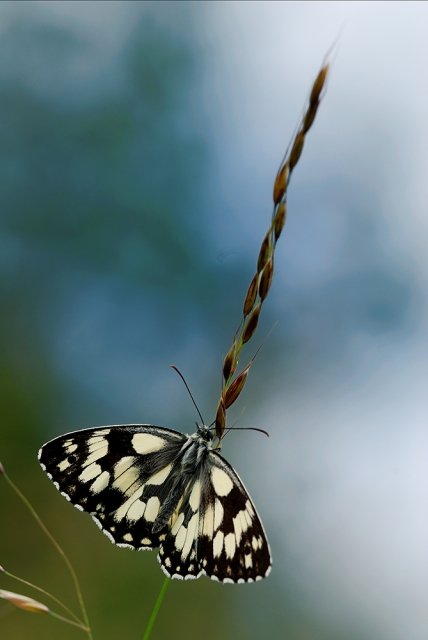 faune_29_06_08 n01 bis.jpg