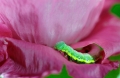 Chenille