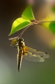 Faune15_05_10n01
