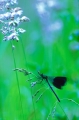Faune_14_06_09n02