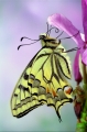 Machaon_01
