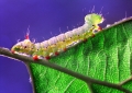 chenille jaune_bis