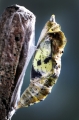 chrysalide