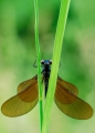 faune 01-06-08 n09bis