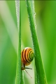 faune 13-06-08 n02