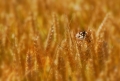 faune 14-07-08 n04bis