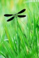 faune 23-05-08 n02bis