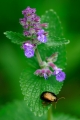 faune 25-05-08 n03bis