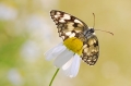 faune 27-06-08 n03