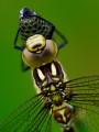 faune 31_07_09n05