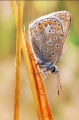 faune02_08_09n01