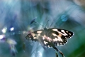 faune05_07_09n01