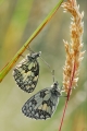 faune27_06_09n01