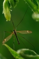 faune_21_05_09n02