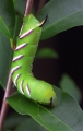 sphinx_de_troene_01