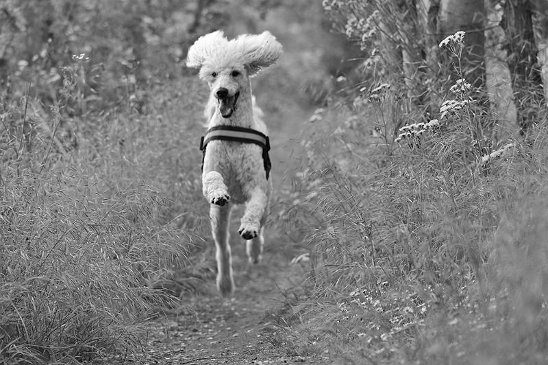 animal05_05_17n01.jpg