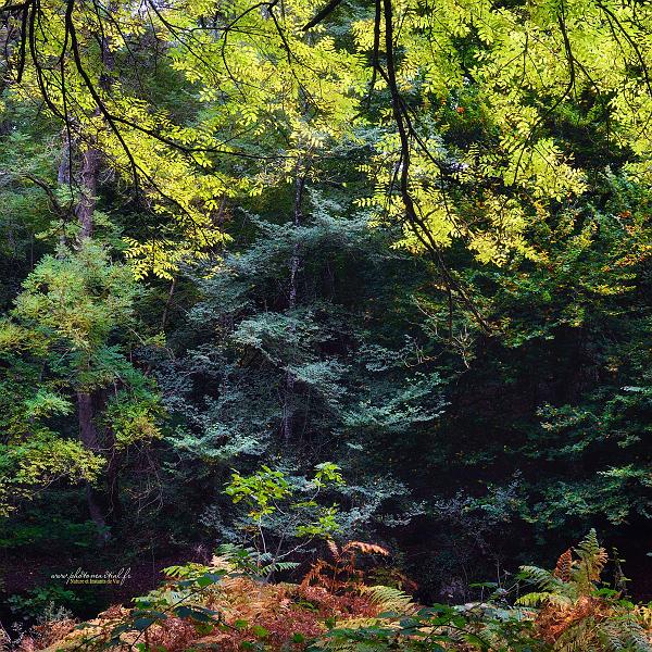 arbre11_10_17n04.jpg