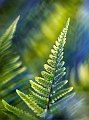 Flore31_05_12n01