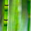 Flore31_05_12n05