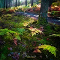 flore03_11_13n02