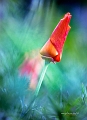 flore07_06_14n01