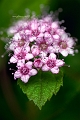 flore07_06_14n03