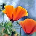flore07_06_14n04