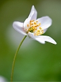 flore09_04_12n08