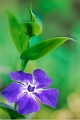 flore09_04_12n09