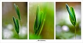 flore09_04_12n467