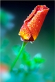 flore10_06_12n01