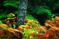 flore14_10_12n01