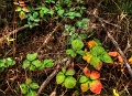 flore15_09_12n01