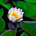 flore17_07_12n02