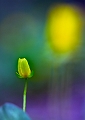 flore28_04_12n06