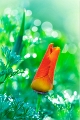 flore28_05_12n01